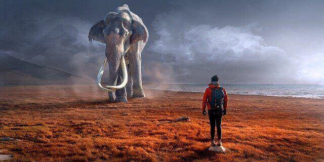 草原を歩く象
